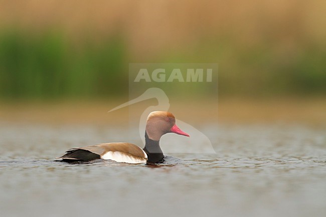 Adult male Red-crested Pochard
 stock-image by Agami/Walter Soestbergen,