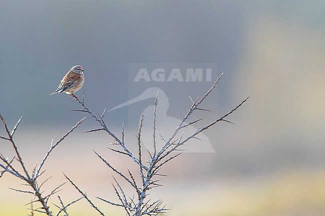 Common Linnet, Linaria cannabina, in Berkheide, along the Dutch coast south of Katwijk, Netherlands. stock-image by Agami/Marc Guyt,