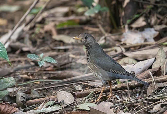Wintering Japanese thrush (Turdus cardis) in Vietnam. Immature male. stock-image by Agami/Pete Morris,