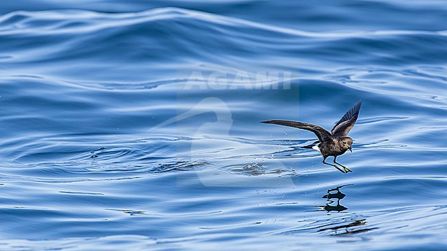  stock-image by Agami/Menno van Duijn,