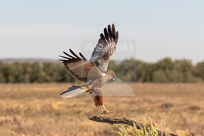 Male Marsh Harrier landing stock-image by Agami/Onno Wildschut,