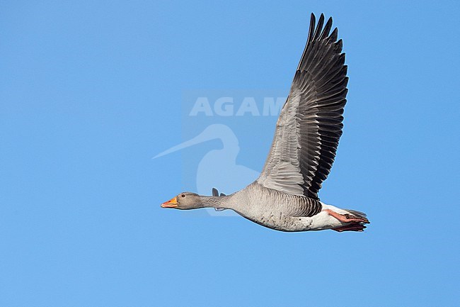 Greylag Goose (Anser anser), side view of an adult in flight, Northeastern Region, Iceland stock-image by Agami/Saverio Gatto,