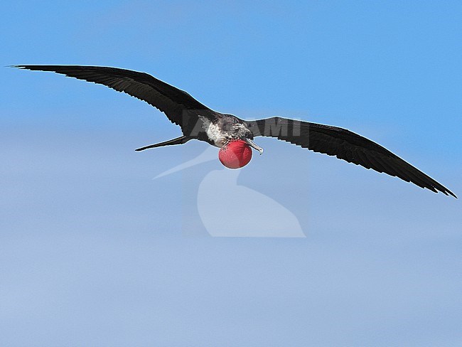 Male Great Frigatebird (Fregata minor) in French Polynesia. stock-image by Agami/James Eaton,