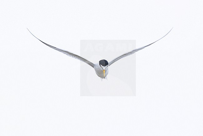 adult little tern (Sternula albifrons) in breeding plumage in flight, found at Buir Lake (Buir Nuur) in Dornod Aimag in Mongolia stock-image by Agami/Mathias Putze,