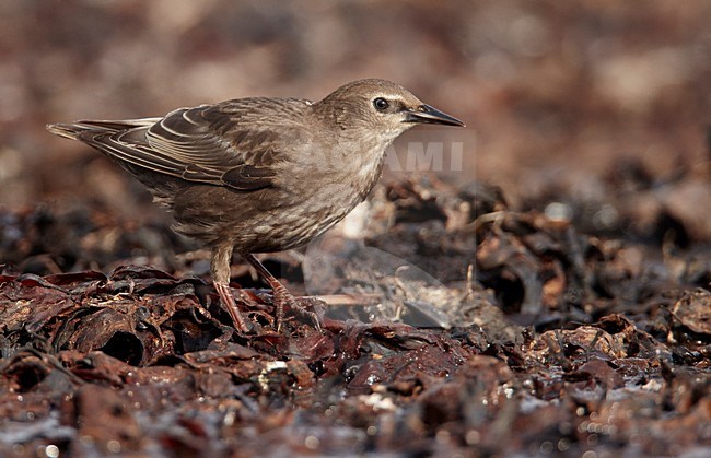 Onvolwassen Spreeuw, Common Starling juvenile stock-image by Agami/Markus Varesvuo,