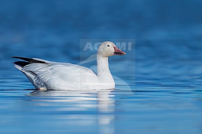Adult
Colusa Co., CA
January 2023 stock-image by Agami/Brian E Small,