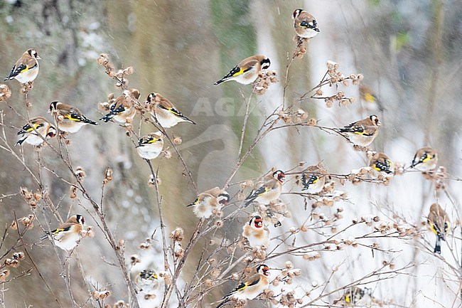 A group of European Goldfinches (Carduelis carduelis) are trying to find some seeds during a heavy snow storm. stock-image by Agami/Jacob Garvelink,