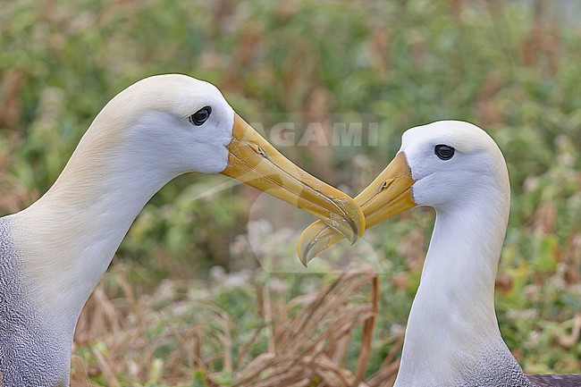 Adult Waved Albatrosses (Phoebastria irrorata) on the Galapagos Islands, part of the Republic of Ecuador. Displaying birds. stock-image by Agami/Pete Morris,