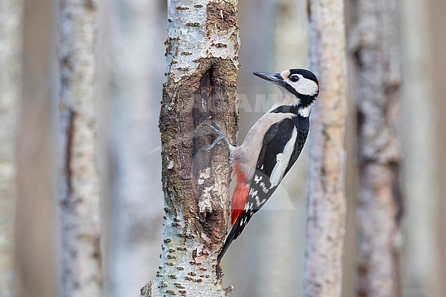 Great Spotted Woodpecker (Dendrocopos major) stock-image by Agami/Daniele Occhiato,