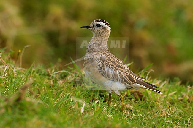 Piviere tortolino; Dotterel; Eudromias morinellus stock-image by Agami/Daniele Occhiato,