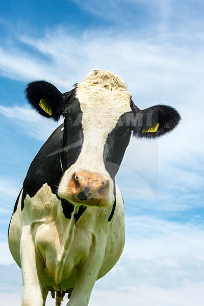 Koe; domestic cow stock-image by Agami/Hans Germeraad,