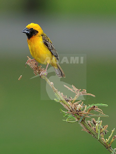 Geelbuikbayawever,  Asian Golden Weaver stock-image by Agami/Alex Vargas,