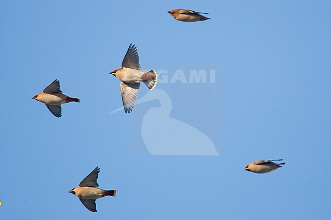 Pestvogels in vlucht in Nederland, Bohemian Waxwings in flight in the Netherlands stock-image by Agami/Menno van Duijn,