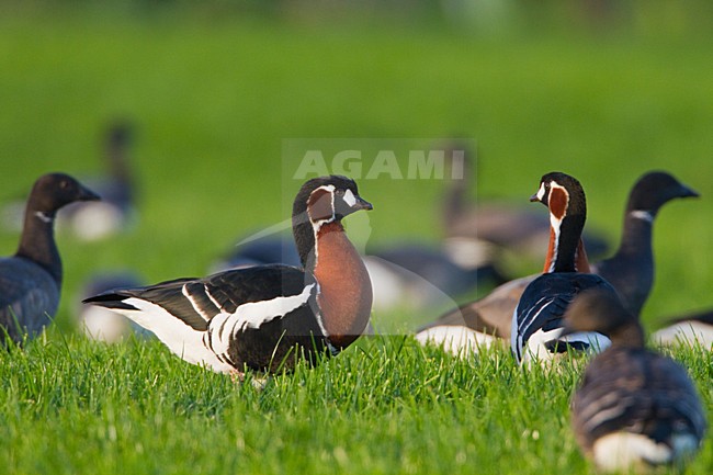 Roodhalsgans in weiland, Red-breasted Goose in meadow stock-image by Agami/Menno van Duijn,