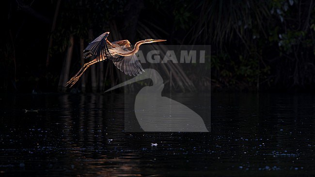 Purple Heron ssp manilensis (Ardea purpurea manilensis) in flight in front of mangroves. stock-image by Agami/Lennart Verheuvel,