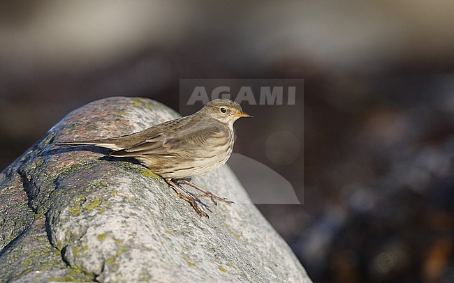 Wintering American Buff-bellied Pipit (Anthus rubescens rubescens) at Årnäshalvön, Halland in Sweden. stock-image by Agami/Helge Sorensen,