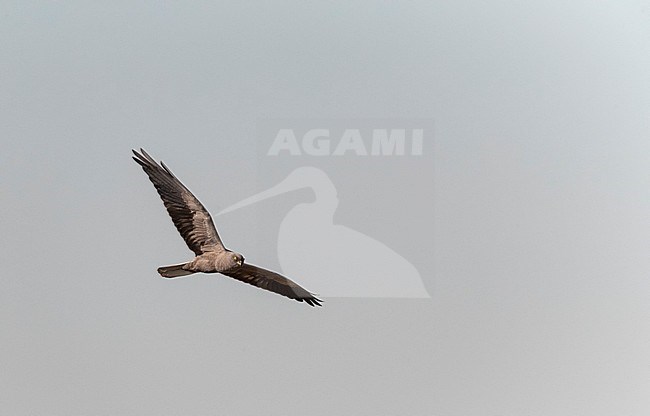 Dark phase male Montagu's Harrier (Circus pygargus) flying over fields at Lagunas de Villafáfila nature reserve, Zamora, Castile and León, Spain. stock-image by Agami/Marc Guyt,