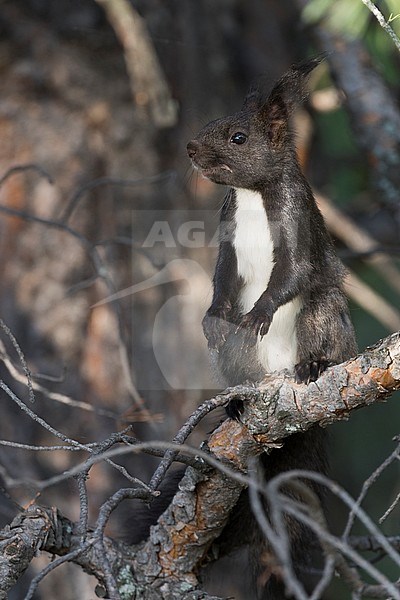Adult Eastern Red Squirrel (Sciurus vulgaris fusconigricans) in Russia (Baikal). stock-image by Agami/Ralph Martin,