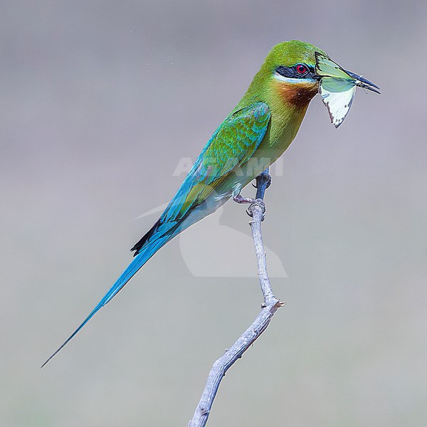 Blue-tailed Bee-eater (Merops philippinus) perched with a caught butterfly. stock-image by Agami/Lennart Verheuvel,