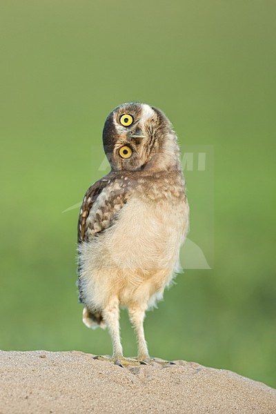 Holenuil, Burrowing Owl stock-image by Agami/Bence Mate,