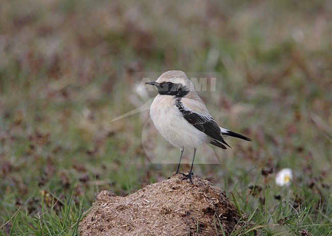 Woestijntapuit zittend; Desert Wheatear perched stock-image by Agami/Reint Jakob Schut,