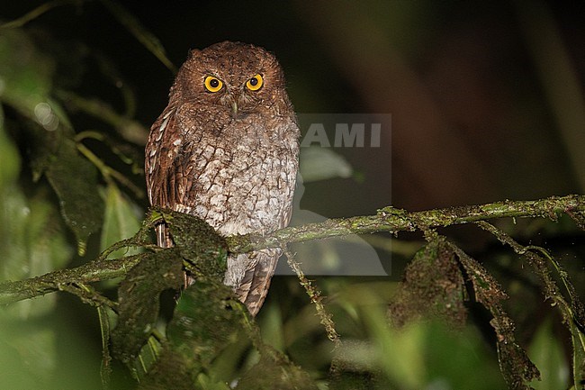 Foothill Screech Owl (Megascops roraimae napensis) at Putumayo, Colombia. stock-image by Agami/Tom Friedel,