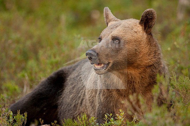 Bruine Beer in bos, Brown Bear in forest stock-image by Agami/Menno van Duijn,