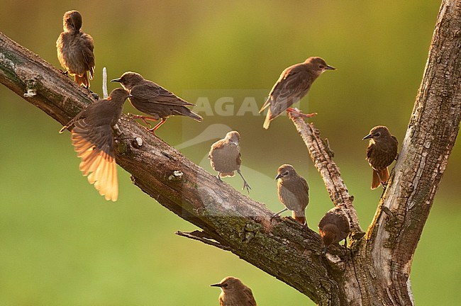 Spreeuw, Common Starling, Sturnus vulgaris stock-image by Agami/Bence Mate,