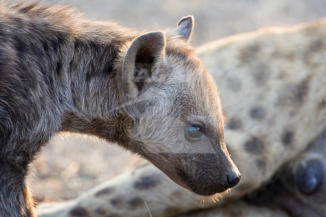 Rustende Gevlekte Hyena\'s; Resting Spotted Hyena\'s stock-image by Agami/Marc Guyt,