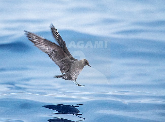 First-winter Long-tailed Skua (Stercorarius longicaudus), flying above the Atlantic ocean off Madeira island. Landing on the water at dusk. stock-image by Agami/Marc Guyt,