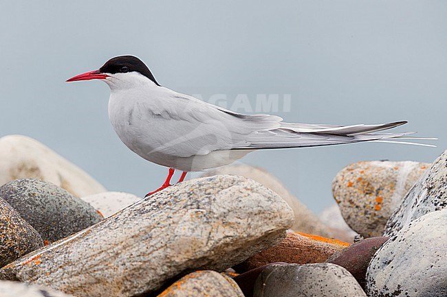 Arctic Tern (Sterna paradisaea), adult standing on a stone stock-image by Agami/Saverio Gatto,