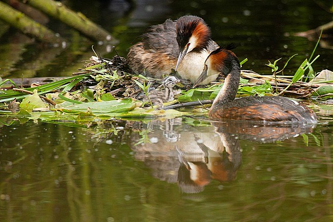 Great Crested Grebe (Podiceps cristatus) feeding young at nest stock-image by Agami/Caroline Piek,