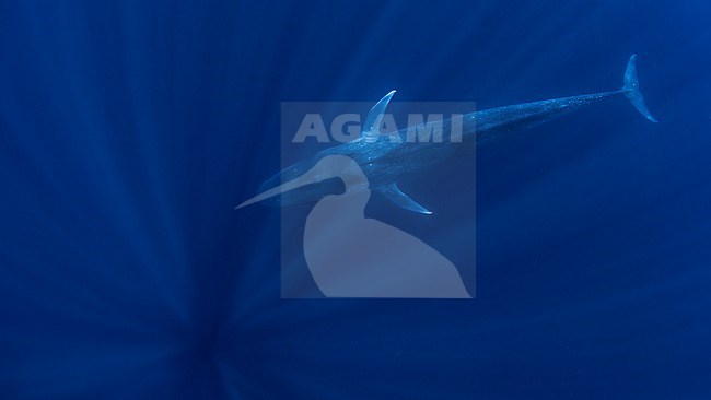Blue Whale (Balaenoptera musculus ssp brevicauda) seen from the back, shot with a fisheye lens. stock-image by Agami/Lennart Verheuvel,