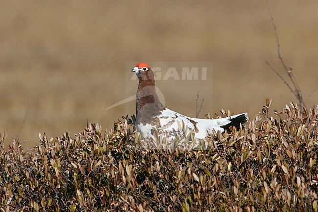 Moerassneeuwhoen ruiend naar zomerkleed; Willow Ptarmigan moulting to summer plumage stock-image by Agami/Chris van Rijswijk,