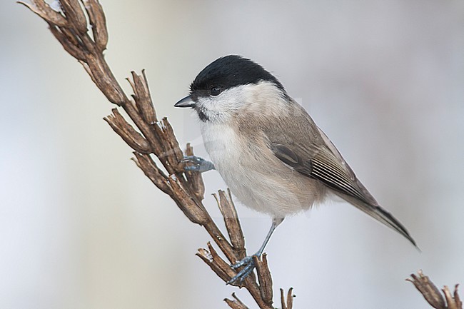 Glanskop; Marsh Tit;  Poecile palustris ssp. palustris, stock-image by Agami/Ralph Martin,