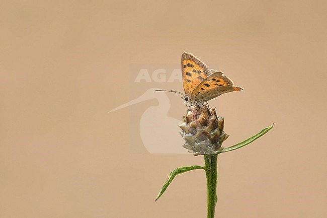 Kleine vuurvlinder, Small Copper stock-image by Agami/Walter Soestbergen,