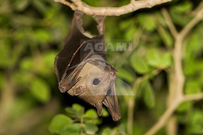 Egyptian Fruit Bat -  Nilflughund - Rousettus aegyptiacus, Oman stock-image by Agami/Ralph Martin,