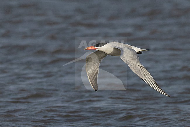 Caspian Tern (Hydroprogne caspia) in adult summer plumage in flight. stock-image by Agami/David Monticelli,