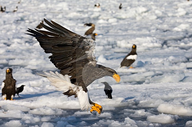 Steller-zeearend, Steller's Sea-eagle, Haliaeetus pelagicus stock-image by Agami/Marc Guyt,