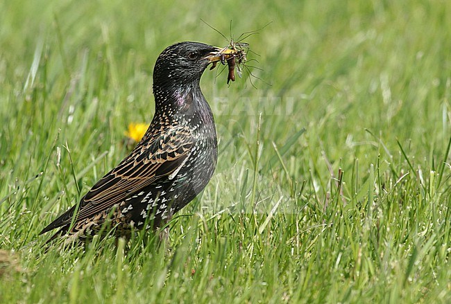 Common Starling (Sturnus vulgaris) collecting food for its chicks in a Dutch meadow. It's bill is full of worms and cranefly stock-image by Agami/Renate Visscher,