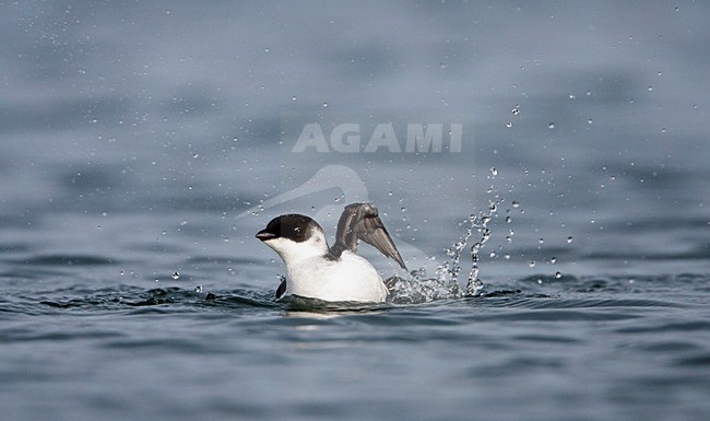 Kleine Alk, Little Auk, Alle alle stock-image by Agami/Martijn Verdoes,