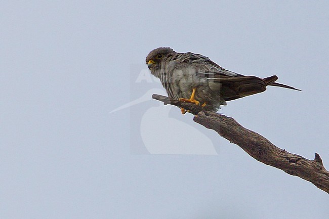 Sooty Falcon (Falco concolor) perched on a exposed branch in the canopy on the wintergrounds in Madagascar. stock-image by Agami/Dubi Shapiro,