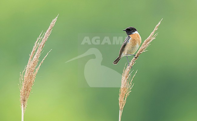  stock-image by Agami/Han Bouwmeester,
