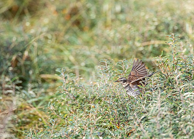 First-winter male Dusky Thrush (Turdus eunomus) on the Dutch Wadden Island Vlieland. Fourth record for the Netherlands. stock-image by Agami/Marc Guyt,