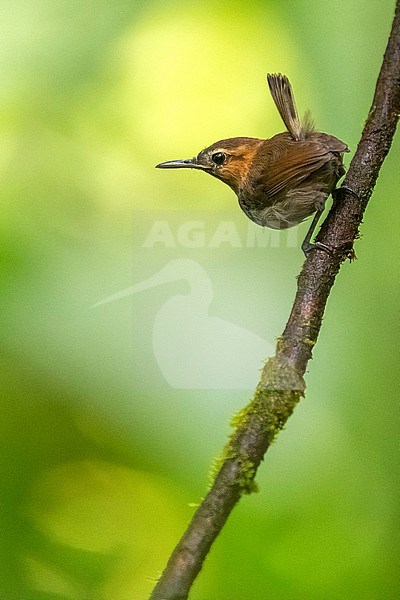 Tawny-faced Gnatwren (Microbates cinereiventris magdalenae) perched on a branch in the foothills of the Serrania de Abibe (northern part of the Andes mountain range), near the Caribbean coast of Colombia. Also known as Half-collared Gnatwren. stock-image by Agami/Rafael Armada,