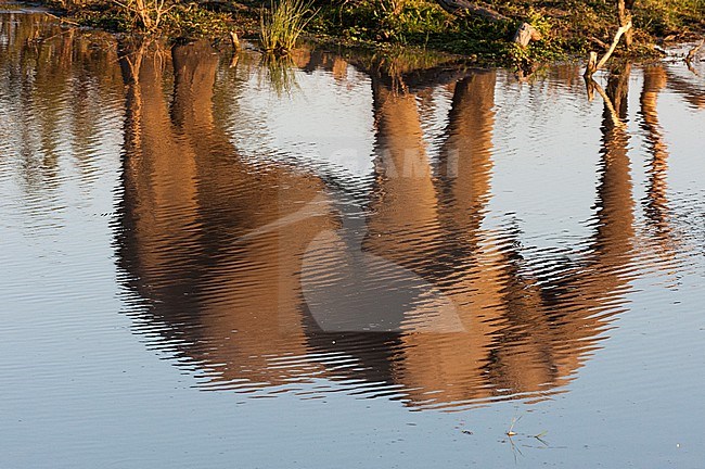 The reflection of an African elephant, Loxodonta africana, walking beside a waterhole. Okavango Delta, Botswana. stock-image by Agami/Sergio Pitamitz,