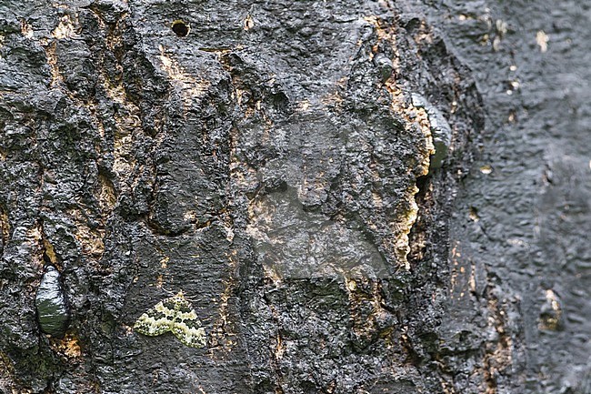 Electrophaes corylata - Broken-barred carpet - Zweifarbiger Laubholz-Bindenspanner, Russia (Baikal), imago stock-image by Agami/Ralph Martin,