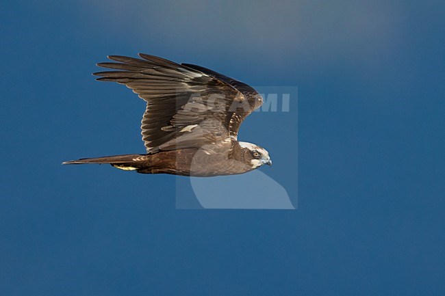 Vrouwtje Bruine Kiekendief in vlucht; Marsh Harrier female in flight stock-image by Agami/Daniele Occhiato,
