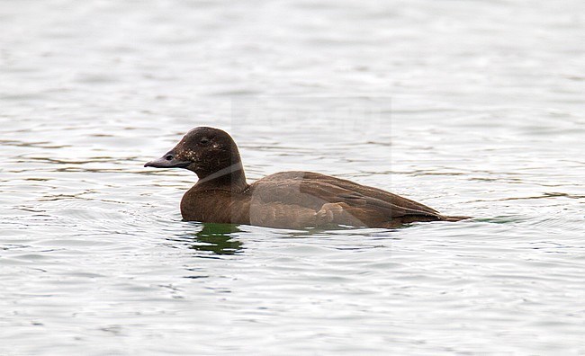 First winter male American White-winged Scoter (Melanitta deglandi) swimming of the North American coast. stock-image by Agami/Steve Gantlett,