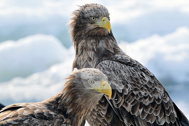 Zeearend zittend op ijs; White-tailed Eagle perched on ice stock-image by Agami/Rob Riemer,